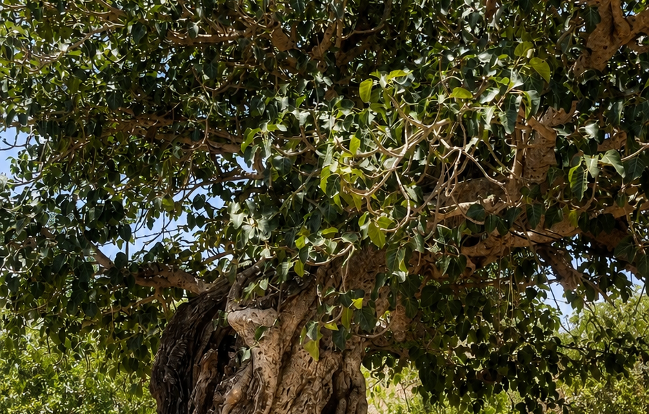 شجرة الرقعه المعمرة